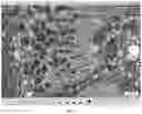 Fig. 02 - Method for generating fluorescent photograph using fluorescence microscope