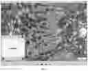 Fig. 03 - Method for generating fluorescent photograph using fluorescence microscope