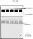 Fig. 06 - Electrophotographic photosensitive member, process cartridge, and electrophotographic apparatus