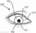 Fig. 01 - Training of a gaze tracking model
