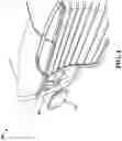 Fig. 05 - Mouse button with replaceable lever mechanism