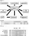 Fig. 02 - Peptide inhibitors of twist