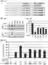 Fig. 03 - Peptide inhibitors of twist