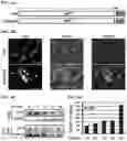 Fig. 05 - Peptide inhibitors of twist