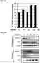 Fig. 07 - Peptide inhibitors of twist