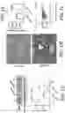 Fig. 03 - COMPOSITIONS AND METHODS FOR TREATING MYELIN DISORDERS