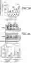 Fig. 07 - COMPOSITIONS AND METHODS FOR TREATING MYELIN DISORDERS