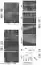 Fig. 11 - COMPOSITIONS AND METHODS FOR TREATING MYELIN DISORDERS