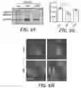 Fig. 14 - COMPOSITIONS AND METHODS FOR TREATING MYELIN DISORDERS