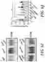 Fig. 15 - COMPOSITIONS AND METHODS FOR TREATING MYELIN DISORDERS