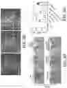 Fig. 20 - COMPOSITIONS AND METHODS FOR TREATING MYELIN DISORDERS