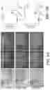 Fig. 21 - COMPOSITIONS AND METHODS FOR TREATING MYELIN DISORDERS