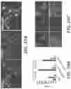 Fig. 23 - COMPOSITIONS AND METHODS FOR TREATING MYELIN DISORDERS