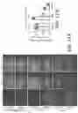 Fig. 25 - COMPOSITIONS AND METHODS FOR TREATING MYELIN DISORDERS