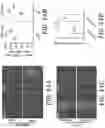 Fig. 30 - COMPOSITIONS AND METHODS FOR TREATING MYELIN DISORDERS