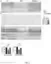 Fig. 04 - TREATMENT OF BONE GROWTH DISORDERS