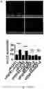 Fig. 18 - TREATMENT OF BONE GROWTH DISORDERS