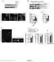 Fig. 20 - TREATMENT OF BONE GROWTH DISORDERS