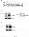 Fig. 21 - TREATMENT OF BONE GROWTH DISORDERS