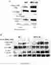 Fig. 24 - TREATMENT OF BONE GROWTH DISORDERS