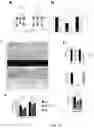 Fig. 40 - TREATMENT OF BONE GROWTH DISORDERS