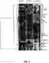 Fig. 04 - Combination immunotherapy dosing regimen for immune checkpoint blockade