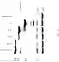 Fig. 03 - Methods for inducing partial apoptosis using caspase polypeptides