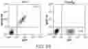 Fig. 11 - Methods for inducing partial apoptosis using caspase polypeptides