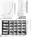 Fig. 33 - Methods for inducing partial apoptosis using caspase polypeptides