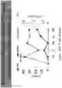 Fig. 49 - Methods for inducing partial apoptosis using caspase polypeptides