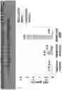 Fig. 53 - Methods for inducing partial apoptosis using caspase polypeptides