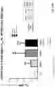 Fig. 68 - Methods for inducing partial apoptosis using caspase polypeptides