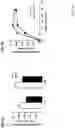 Fig. 09 - Methods of decreasing amyloid beta (Aβ) plaque deposition and hyperphosphorylated tau plaque deposition in Alzheimer's disease using a cystatin C fusion protein