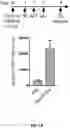 Fig. 15 - COMPOSITIONS FOR CHIMERIC ANTIGEN RECEPTOR T CELL THERAPY AND USES THEREOF