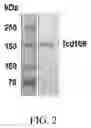 Fig. 03 - Immunogenic proteins against 