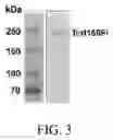 Fig. 04 - Immunogenic proteins against 