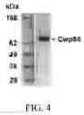 Fig. 05 - Immunogenic proteins against 