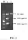 Fig. 06 - Immunogenic proteins against 