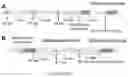 Fig. 08 - Immunogenic proteins against 