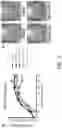 Fig. 05 - METHODS AND COMPOSITIONS FOR RECOMBINANT DENGUE VIRUSES FOR VACCINE AND DIAGNOSTIC DEVELOPMENT