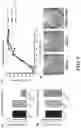 Fig. 11 - METHODS AND COMPOSITIONS FOR RECOMBINANT DENGUE VIRUSES FOR VACCINE AND DIAGNOSTIC DEVELOPMENT