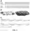 Fig. 15 - METHODS AND COMPOSITIONS FOR RECOMBINANT DENGUE VIRUSES FOR VACCINE AND DIAGNOSTIC DEVELOPMENT