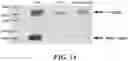 Fig. 16 - METHODS AND COMPOSITIONS FOR RECOMBINANT DENGUE VIRUSES FOR VACCINE AND DIAGNOSTIC DEVELOPMENT