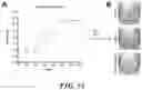 Fig. 17 - METHODS AND COMPOSITIONS FOR RECOMBINANT DENGUE VIRUSES FOR VACCINE AND DIAGNOSTIC DEVELOPMENT