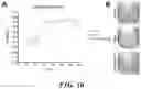 Fig. 18 - METHODS AND COMPOSITIONS FOR RECOMBINANT DENGUE VIRUSES FOR VACCINE AND DIAGNOSTIC DEVELOPMENT