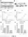 Fig. 19 - METHODS AND COMPOSITIONS FOR RECOMBINANT DENGUE VIRUSES FOR VACCINE AND DIAGNOSTIC DEVELOPMENT