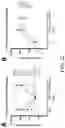Fig. 24 - METHODS AND COMPOSITIONS FOR RECOMBINANT DENGUE VIRUSES FOR VACCINE AND DIAGNOSTIC DEVELOPMENT