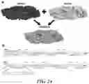 Fig. 26 - METHODS AND COMPOSITIONS FOR RECOMBINANT DENGUE VIRUSES FOR VACCINE AND DIAGNOSTIC DEVELOPMENT