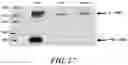 Fig. 29 - METHODS AND COMPOSITIONS FOR RECOMBINANT DENGUE VIRUSES FOR VACCINE AND DIAGNOSTIC DEVELOPMENT