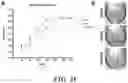 Fig. 30 - METHODS AND COMPOSITIONS FOR RECOMBINANT DENGUE VIRUSES FOR VACCINE AND DIAGNOSTIC DEVELOPMENT